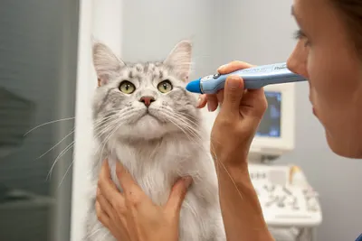 VET-MED - Lecznica dla zwierząt